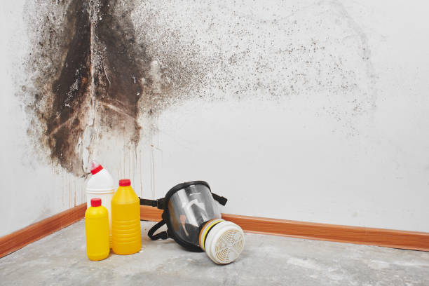Best Attic Mold Removal  in Verandah, FL