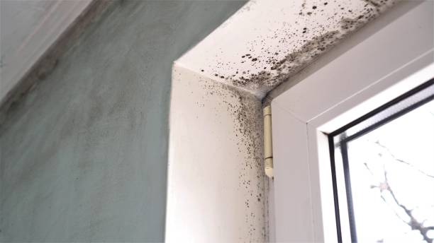 Office Mold Removal Services in Verandah, FL