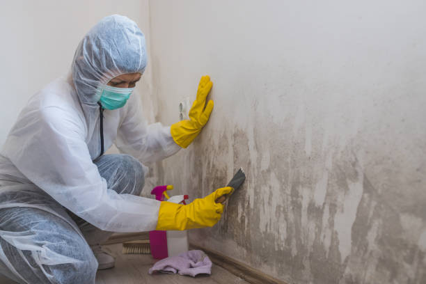 Best Fast Mold Removal  in Verandah, FL
