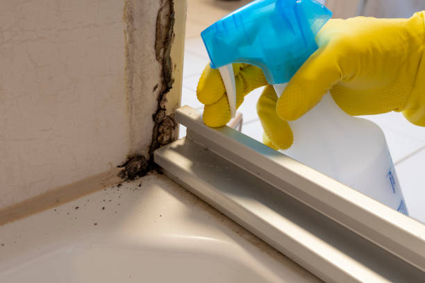 Professional Mold Removal in Verandah, FL