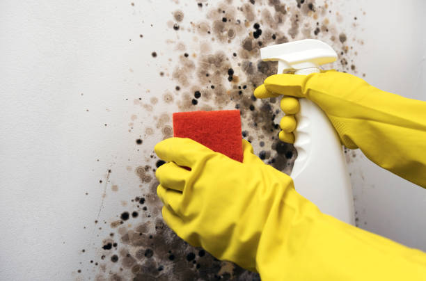Best Mold Remediation Experts  in Verandah, FL