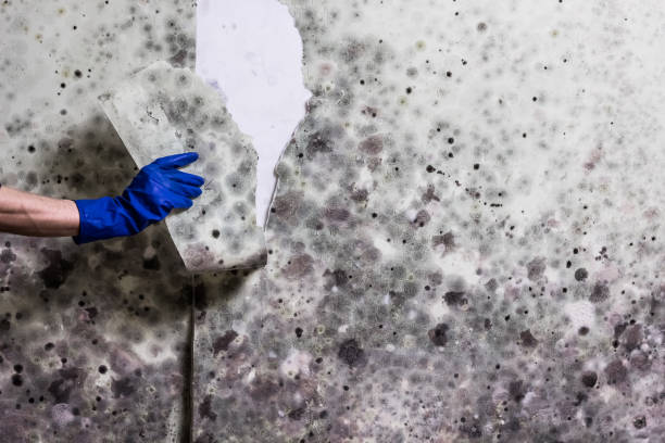 Best Mold Damage Repair  in Verandah, FL