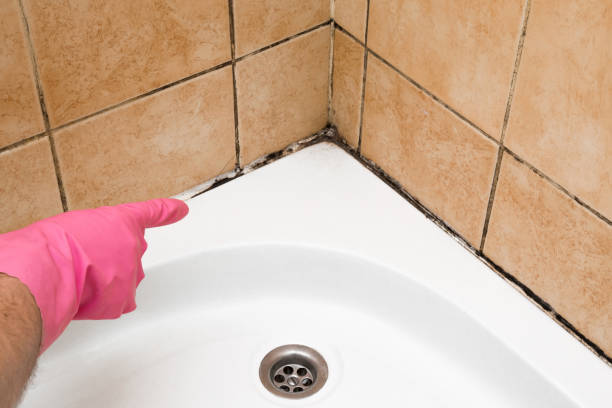 Best Certified Mold Removal  in Verandah, FL