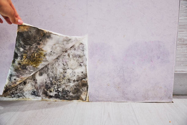 Best Mold Remediation  in Verandah, FL